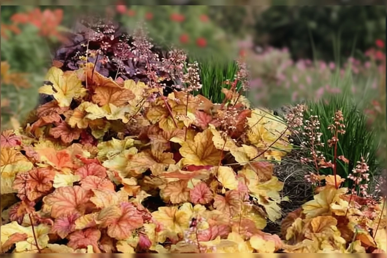 Гейхера Шампань