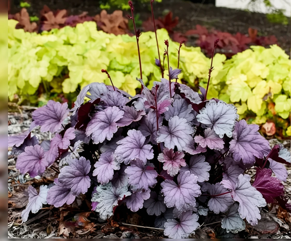 Гейхера Сілвер Гамдроп / Heuchera Silver Gumdrop