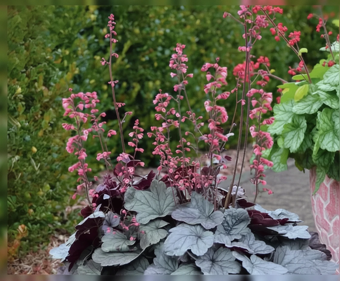 Гейхера Сілвер Гамдроп