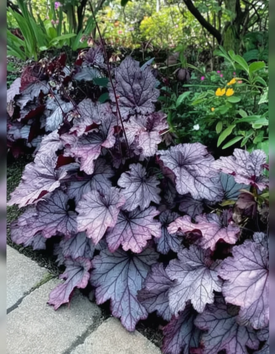 Гейхера Спелбаунд / Heuchera Spellbound