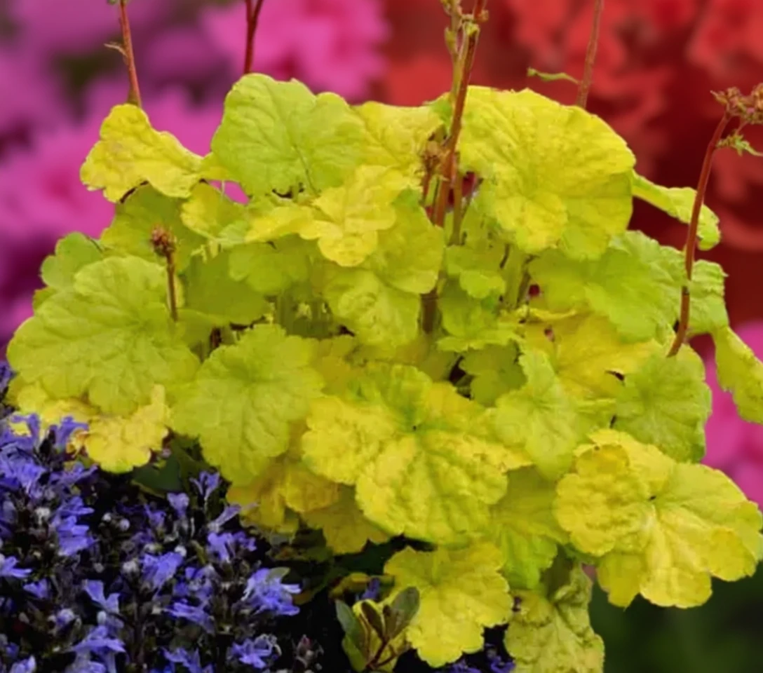 Гейхера Світ Тарт