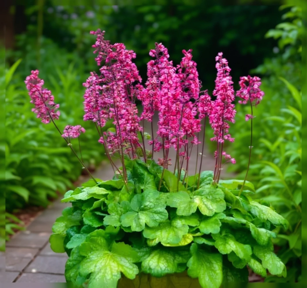 Гейхера Таймлес Глоу / Heuchera Timeless Glow