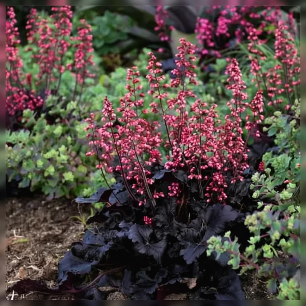 Гейхера Таймлес Найт / Heuchera Timeless Night