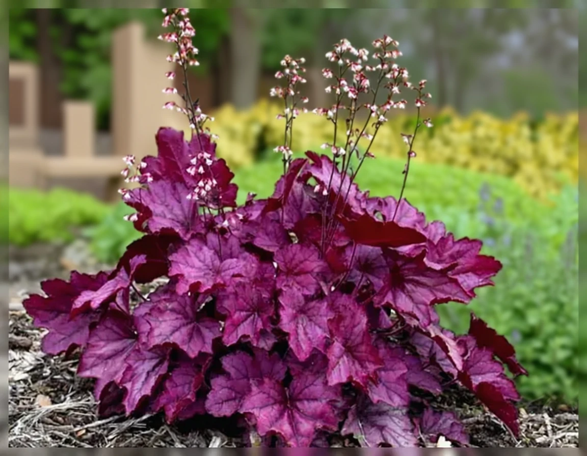 Гейхера Вайлд Роуз / Heuchera Wild Rose