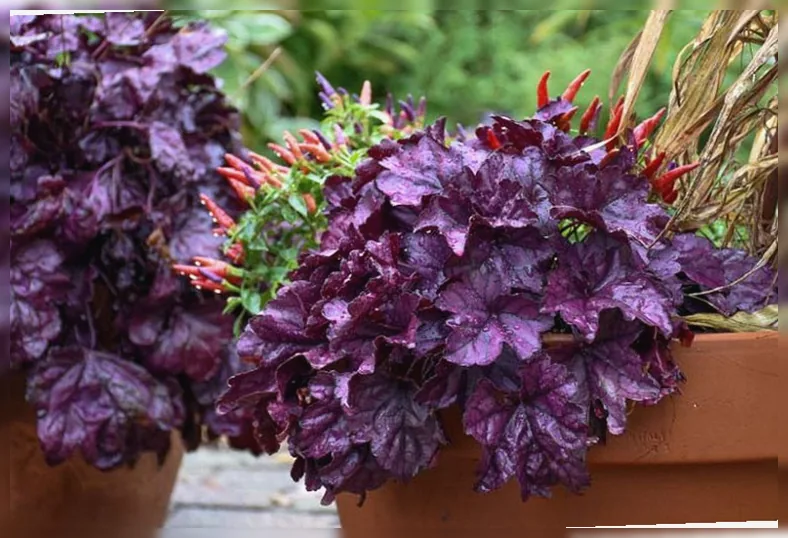 Гейхера Вайлдберрі / Heuchera Wildberry