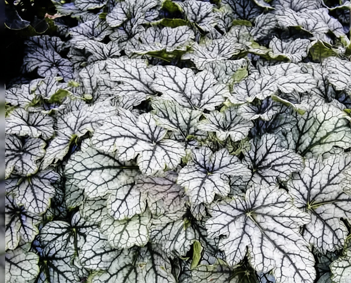 Гейхера Венус / Heuchera Venus