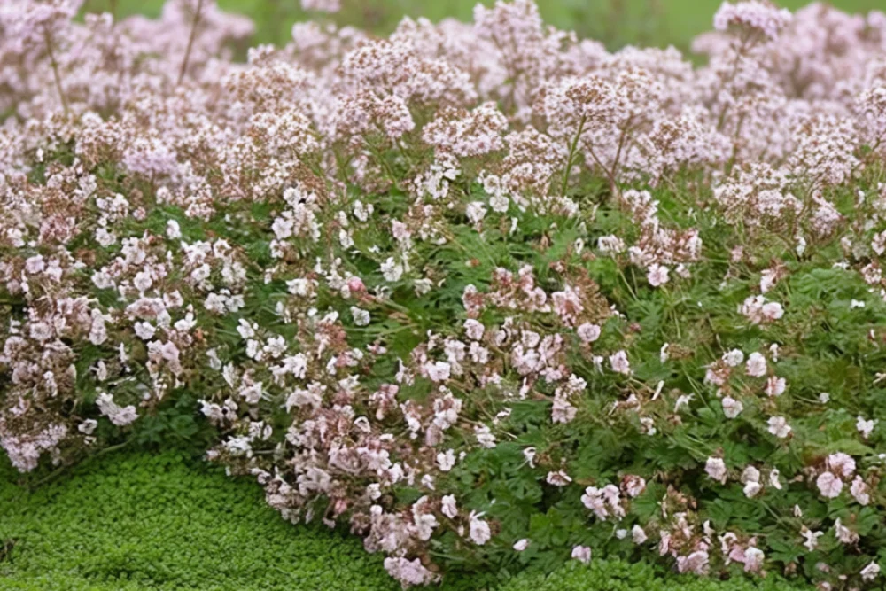 Герань Біоково / Geranium cantabrigiense Biokovo