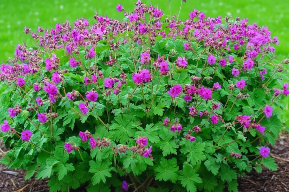 Герань Чакор / Geranium macrorrhizum Czakor