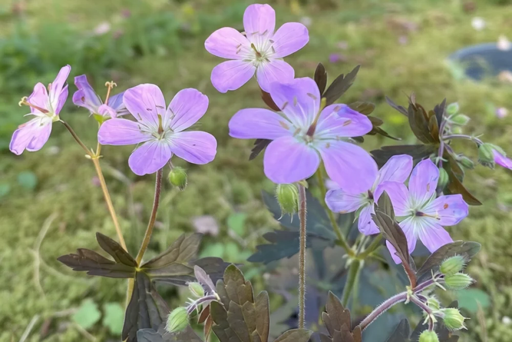 Герань Еспресо / Geranium maculatum Espresso