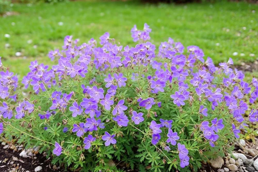 Герань гімалайська / Geranium himalayense