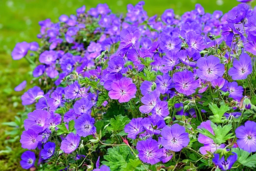 Герань Розанне / Geranium Rozanne