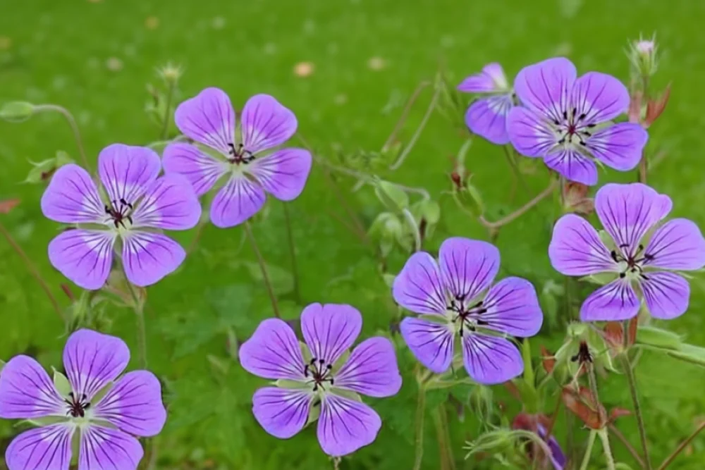 Герань Світ Хейді / Geranium Sweet Heidy