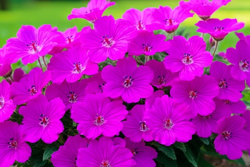 Герань Тайні Монстер / Geranium Tiny Monster