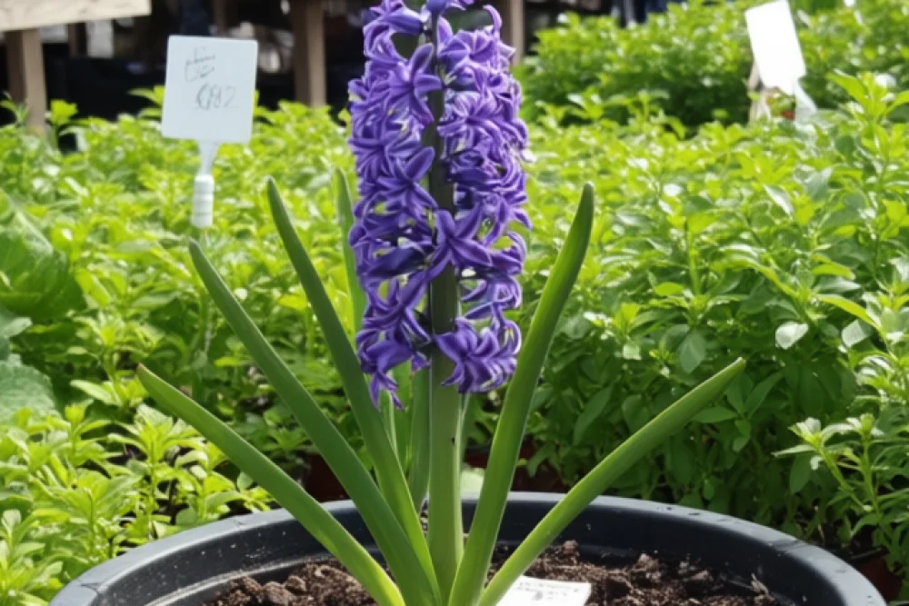 Гіацинт Блу Джакет / Hyacinthus orientalis Blue Jacket