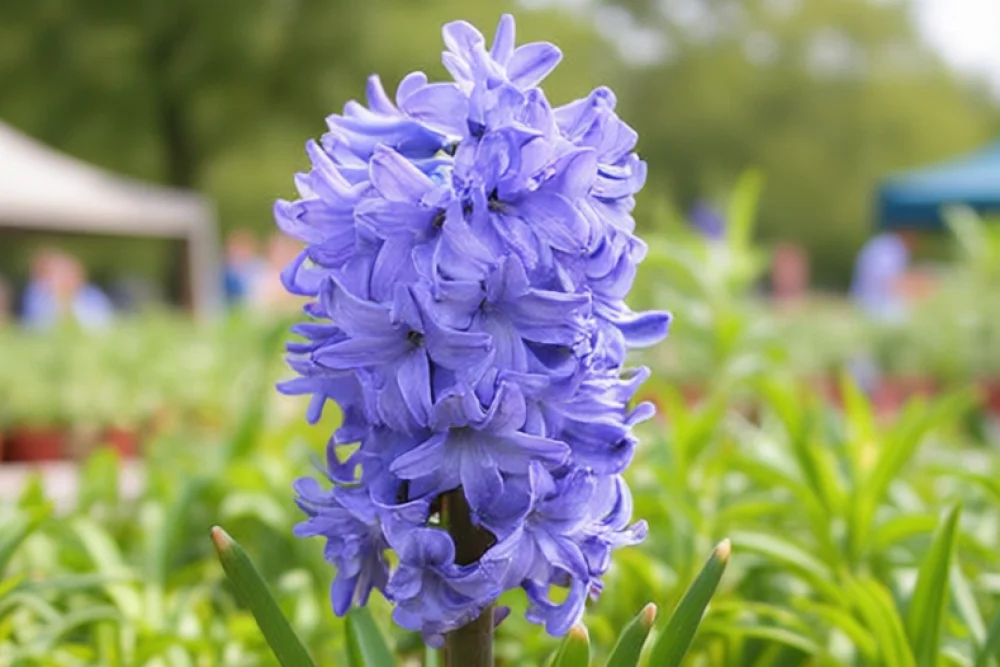 Гіацинт Блу Стар / Hyacinthus orientalis Blue Star