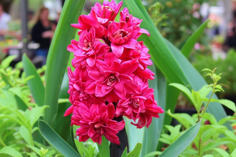 Гіацинт Холліхок / Hyacinthus orientalis Hollyhock