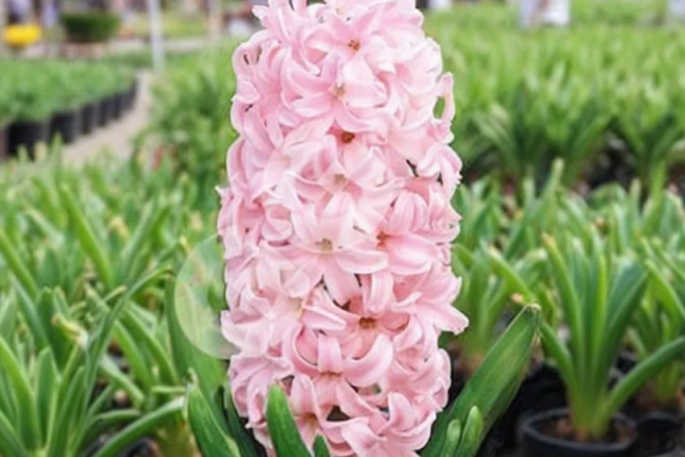 Гіацинт Леді Дербі / Hyacinthus orientalis Lady Derby