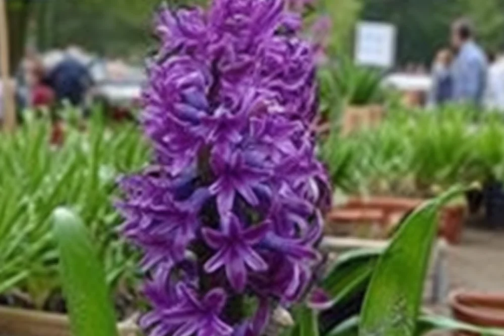 Гіацинт Пурпл Сенсейшн / Hyacinthus orientalis Purple Sensation