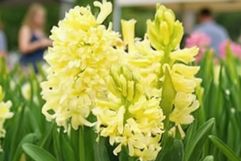 Гіацинт Сіті оф Харлем / Hyacinthus orientalis City of Haarlem