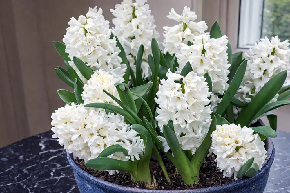 Гіацинт Вайт Перл / Hyacinthus orientalis White Pearl