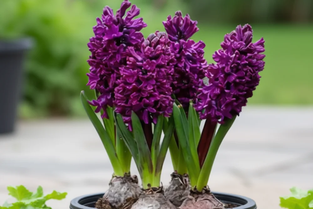 Гіацинт Вудсток / Hyacinthus orientalis Woodstock