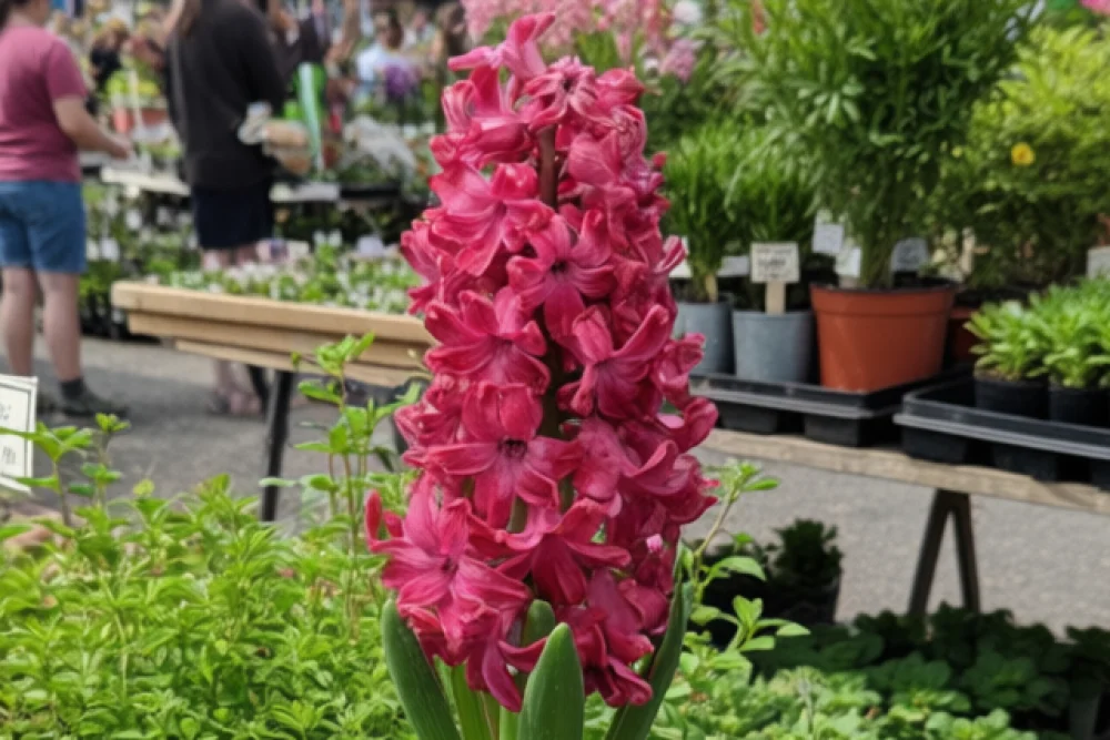 Гіацинт Ян Бос / Hyacinthus orientalis Jan Bos