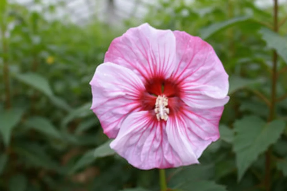 Гібіскус Черрі Чоко Латте / Hibiscus Cherry Choco Latte