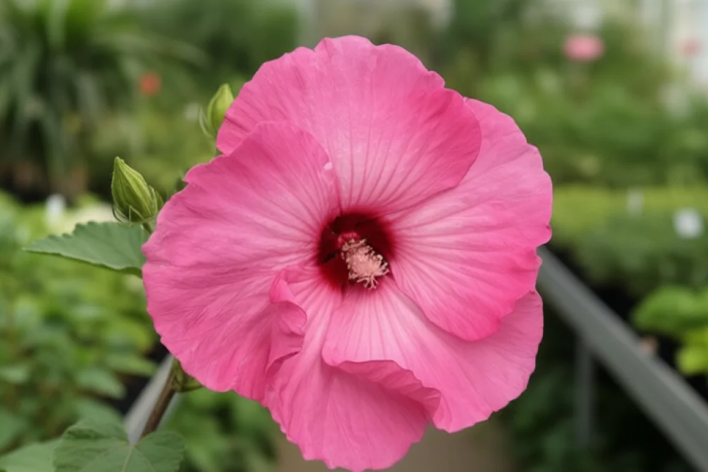 Гібіскус Ейрбраш Ефект / Hibiscus Airbrush Effect