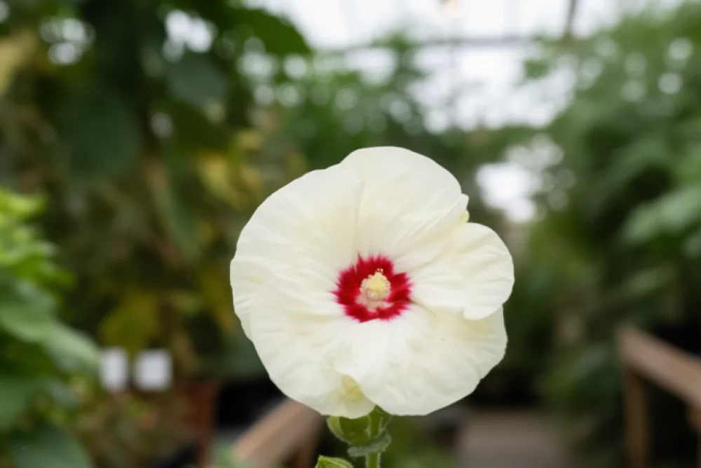 Гібіскус Френч Ванілла / Hibiscus French Vanilla