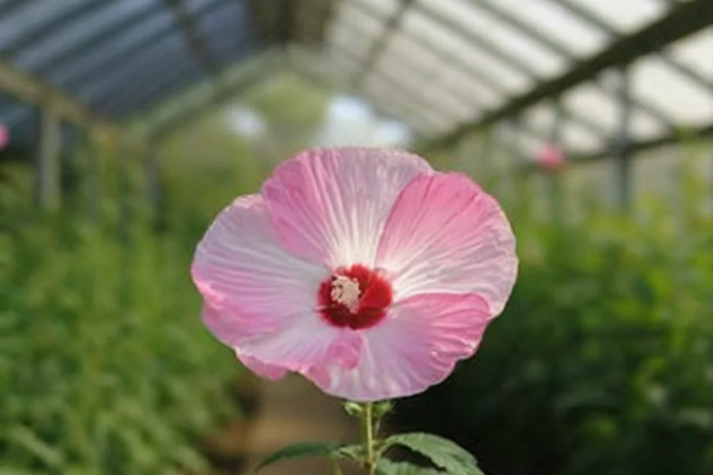 Гібіскус Луна Пінк Свірл / Hibiscus moscheutos Luna Pink Swirl