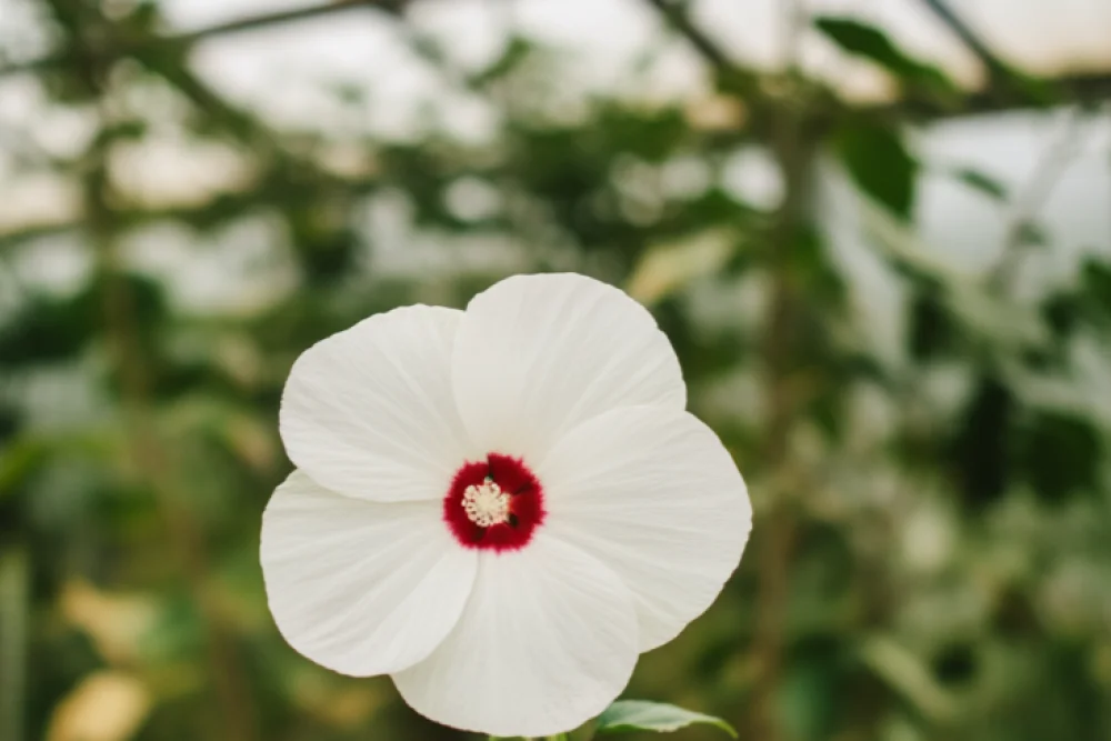Гібіскус Луна Вайт / Hibiscus moscheutos Luna White