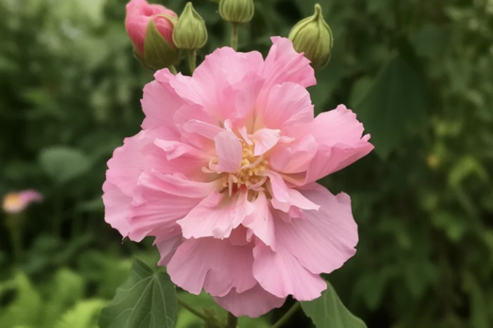 Гібіскус мінливий / Hibiscus mutabilis
