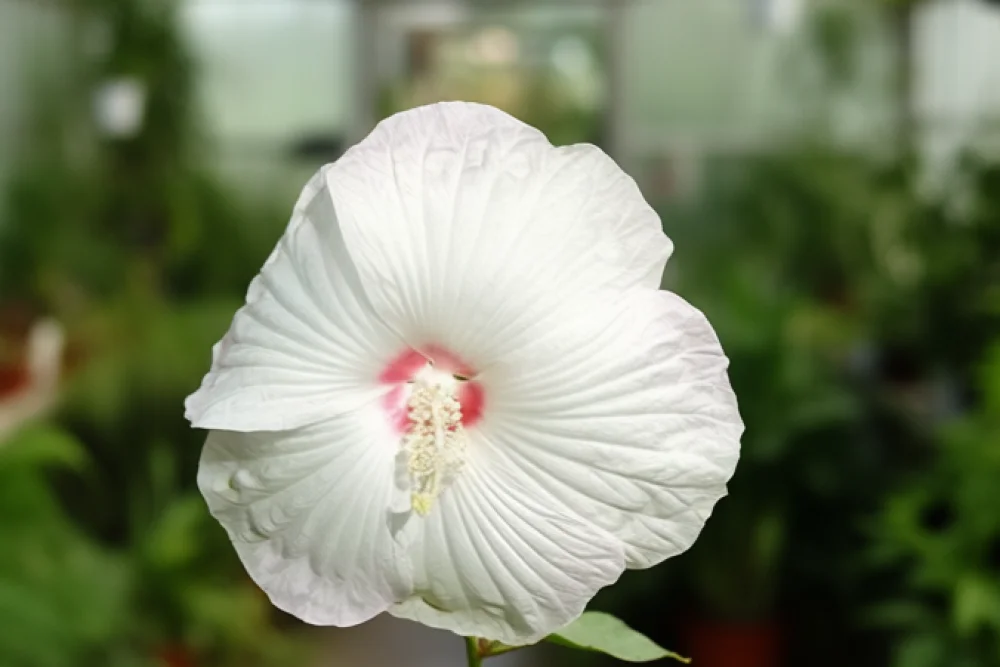 Гібіскус Саузерн Белл / Hibiscus moscheutos Southern Belle