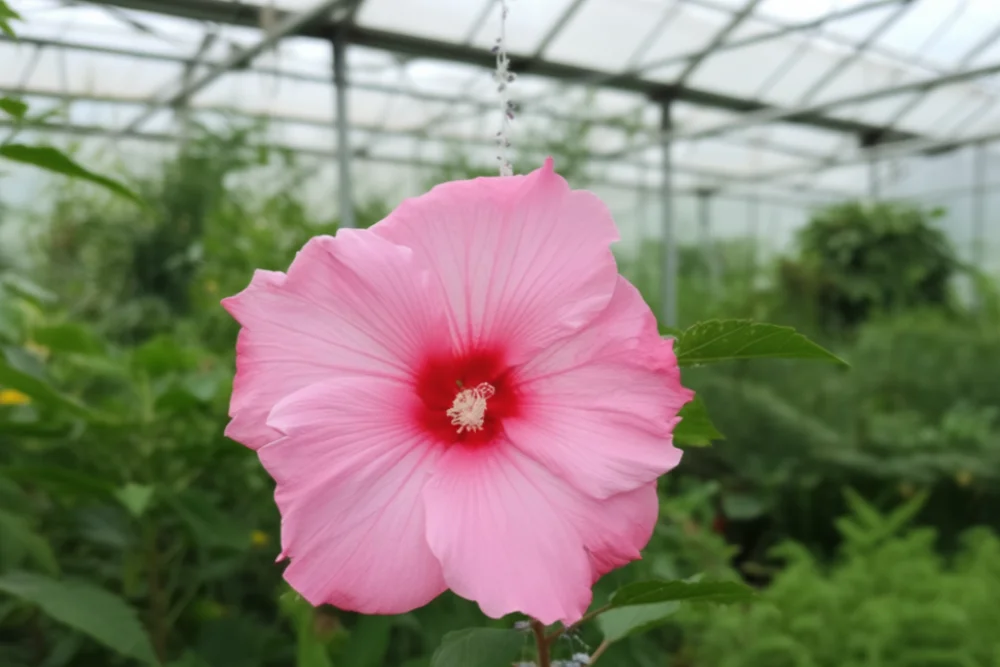 Гібіскус Світ Керолайн / Hibiscus Sweet Caroline