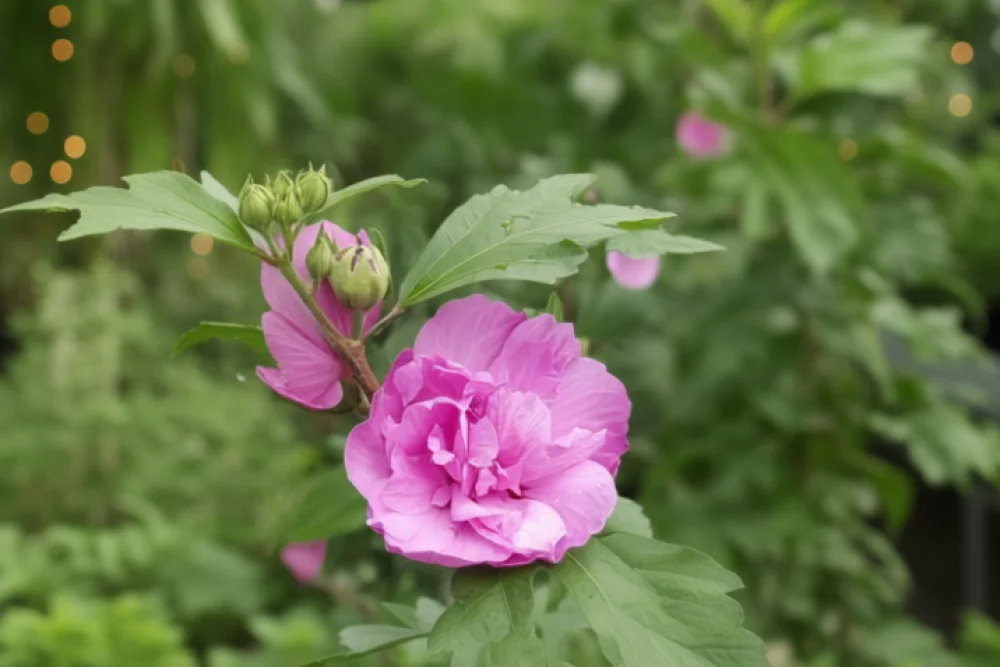 Гібіскус сирійський Арденс / Hibiscus syriacus Ardens