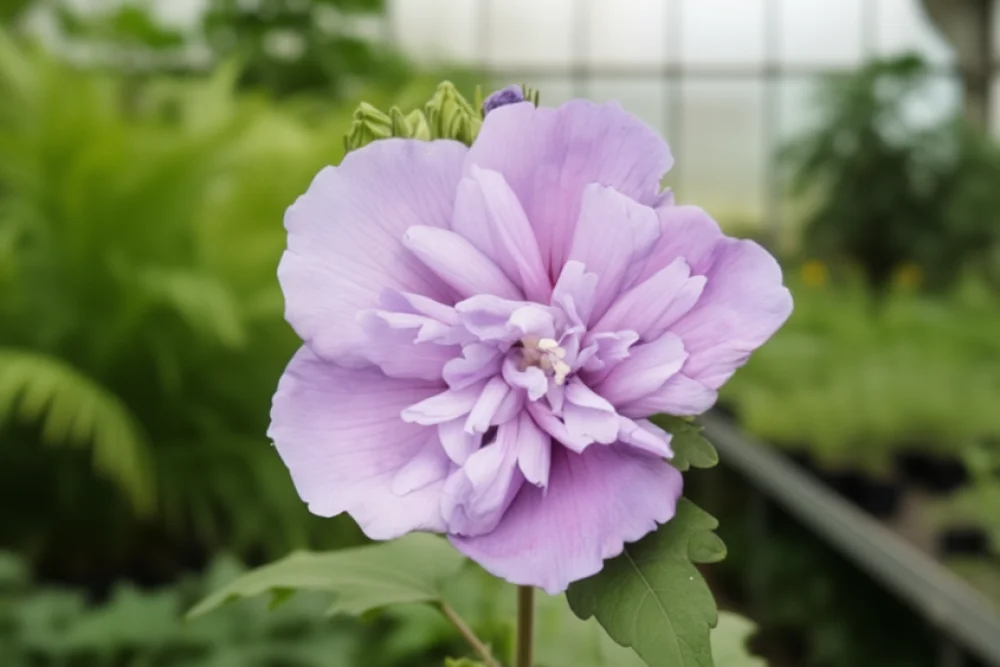 Гібіскус сирійський Блу Шиффон / Hibiscus syriacus Blue Chiffon