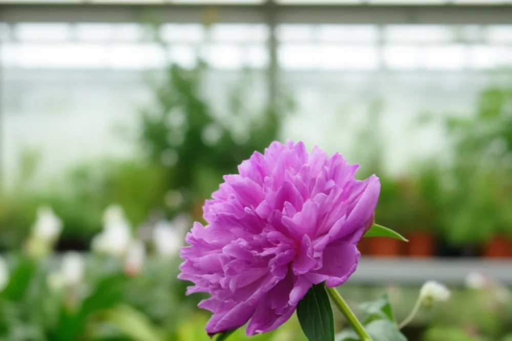 Гібіскус сирійський Френч Кабаре Пурпл / Hibiscus syriacus French Cabaret Purple