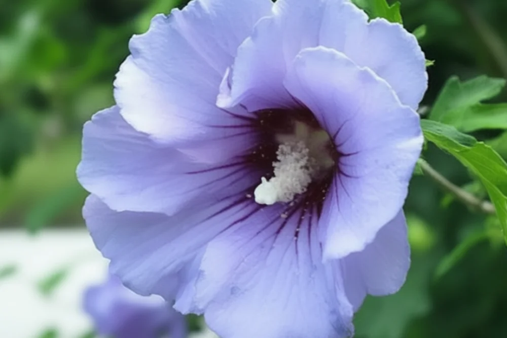 Гібіскус сирійський Маріна / Hibiscus syriacus Marina