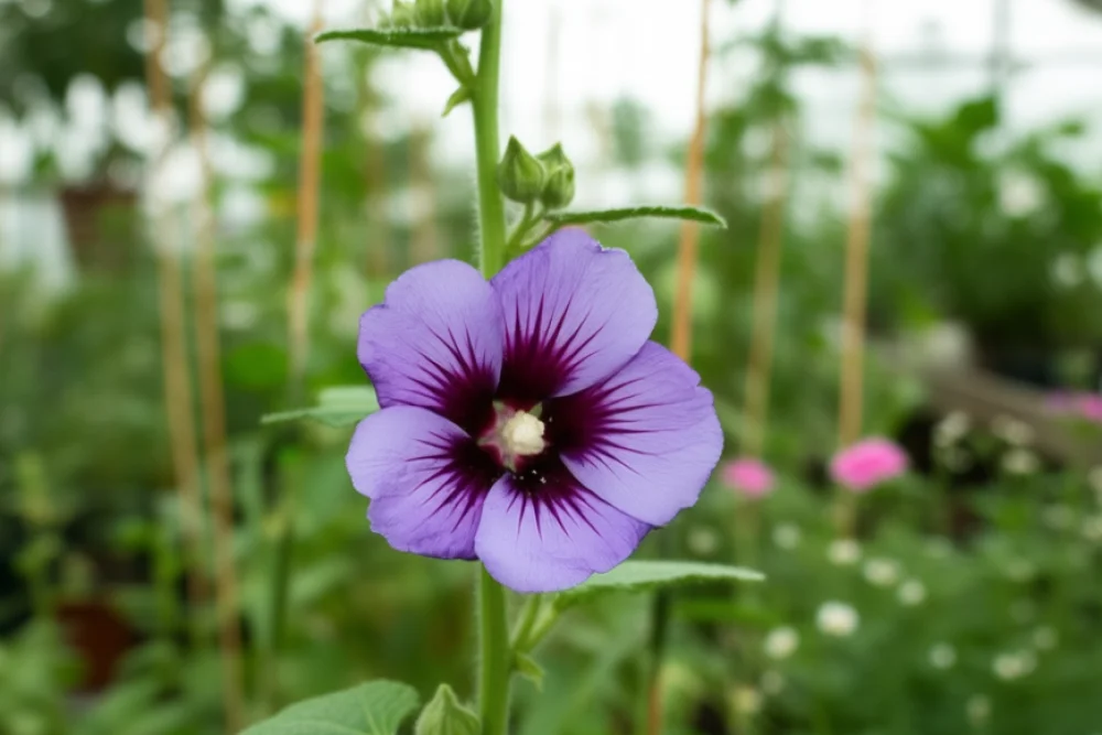 Гібіскус сирійський Ультрамарин / Hibiscus syriacus Ultramarine