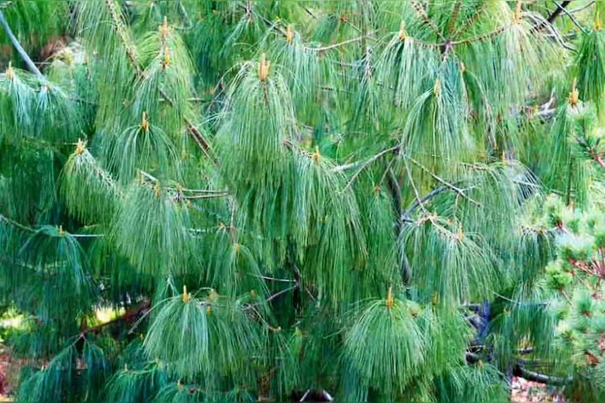 Гімалайська сосна / Pinus wallichiana