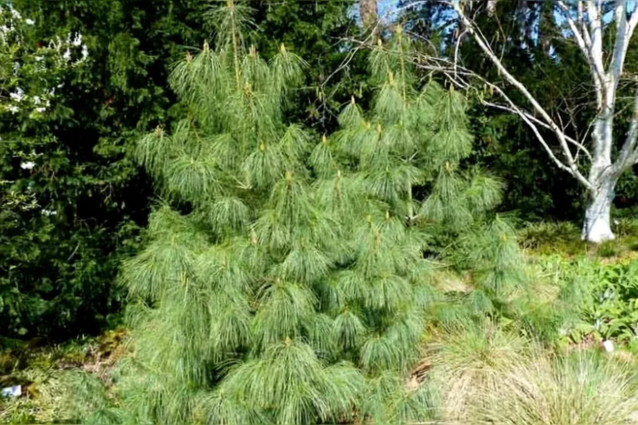 Гімалайська сосна