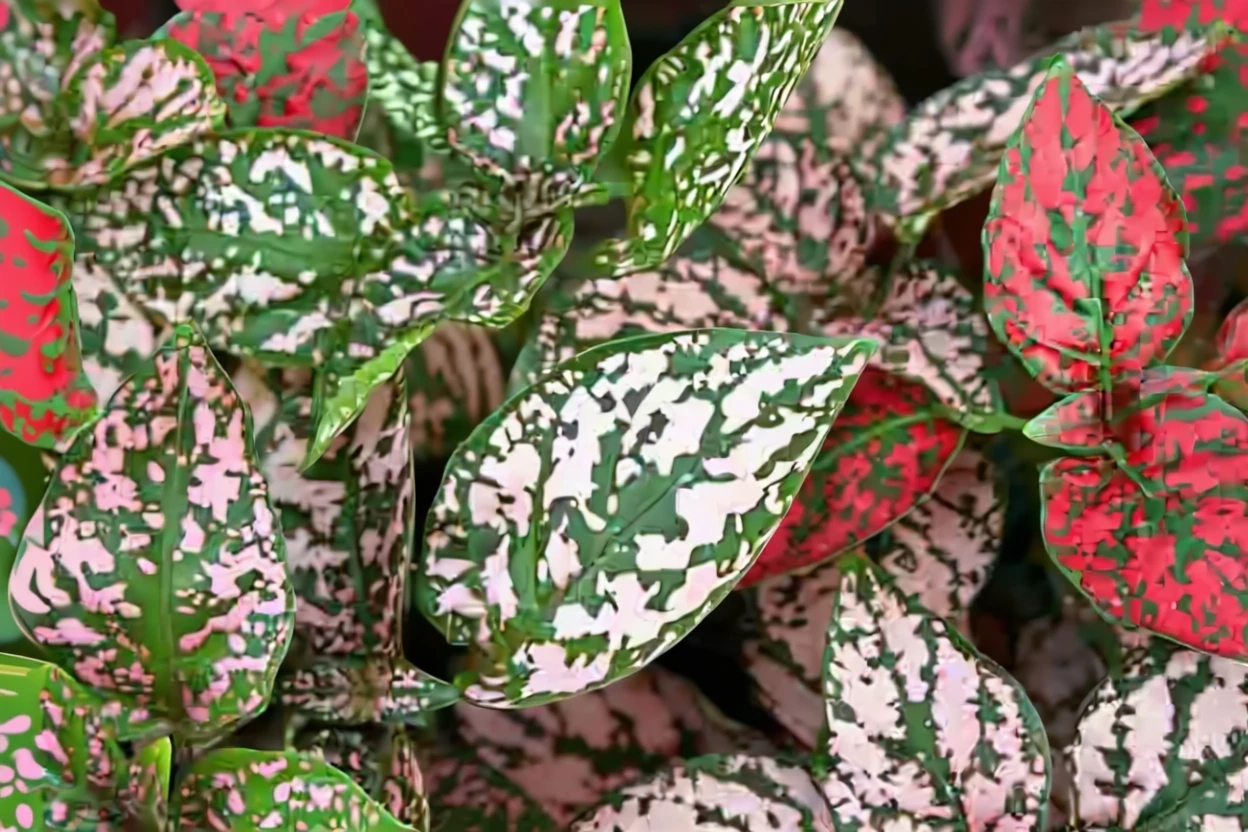 Гіпоестес криваво-червоний