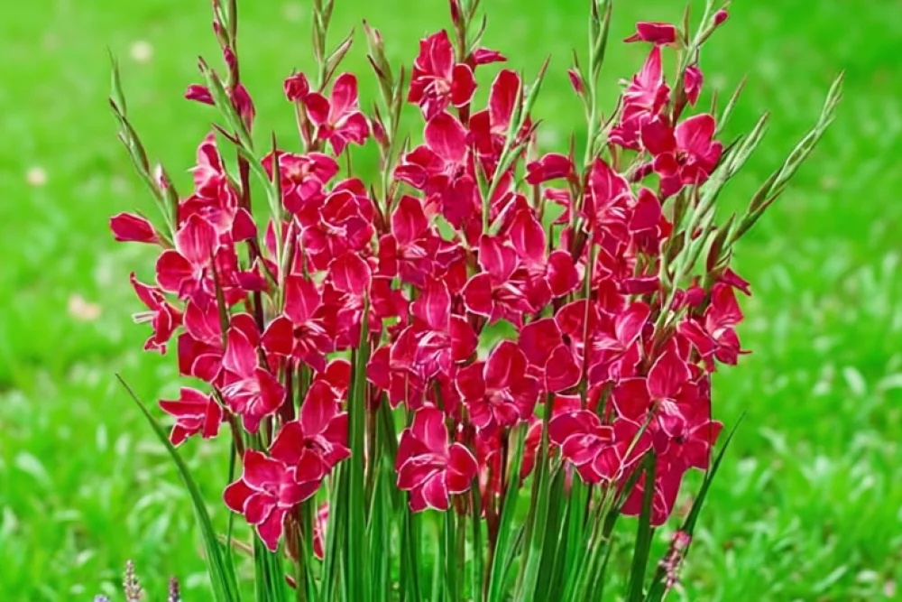 Гладіолус Атом / Gladiolus Atom