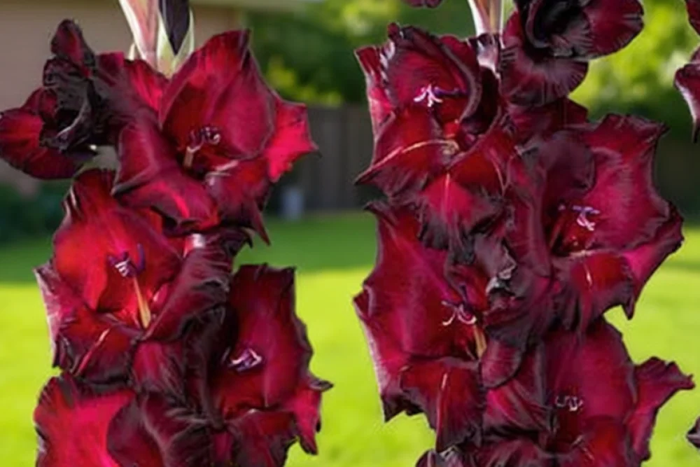 Гладіолус Еспресо / Gladiolus Espresso