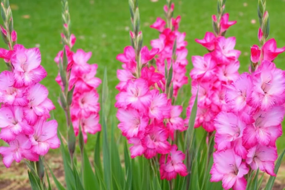 Гладіолус Кантате / Gladiolus Cantate