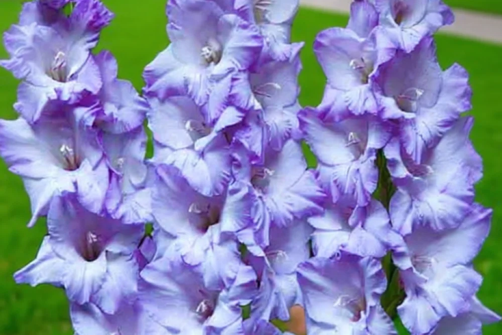 Гладіолус Хе Маджесті / Gladiolus Her Majesty