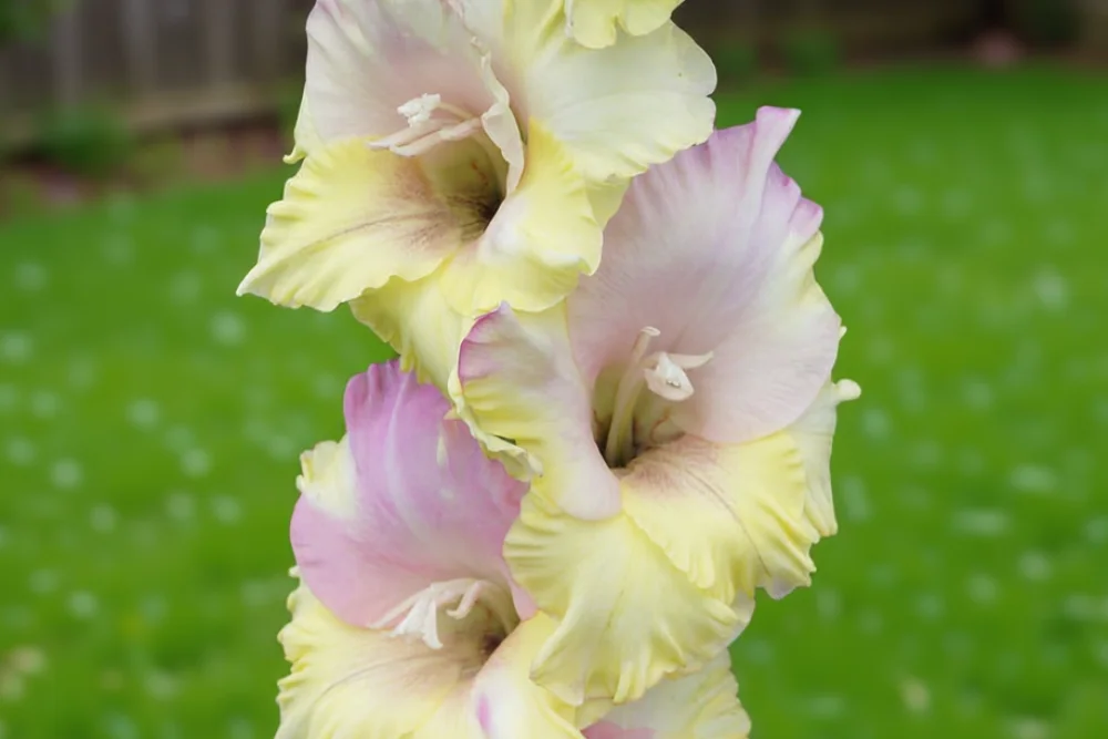 Гладіолус Мон Амур / Gladiolus Mon Amour