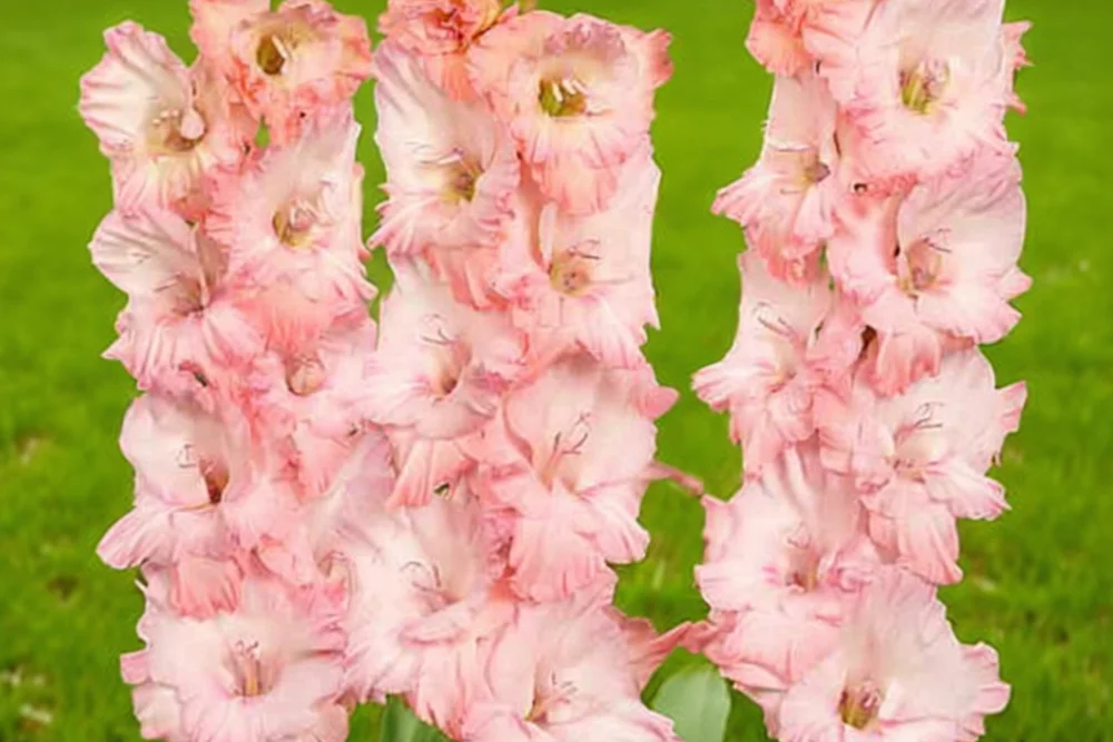 Гладіолус Найт Меєр / Gladiolus Night Mare