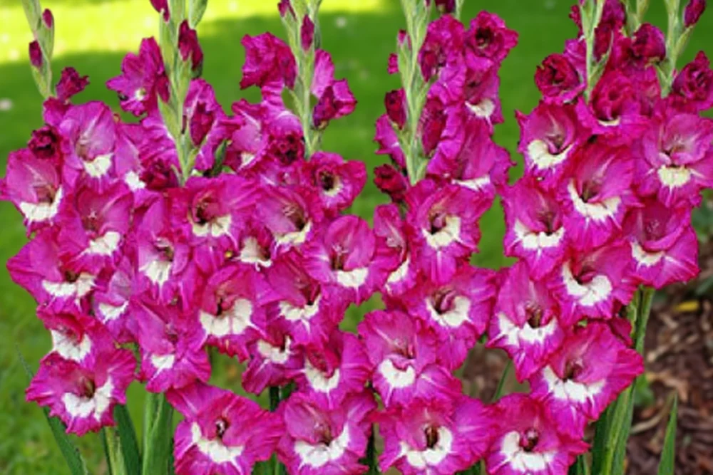 Гладіолус Рапсоді ін Блю / Gladiolus Rhapsody in Blue