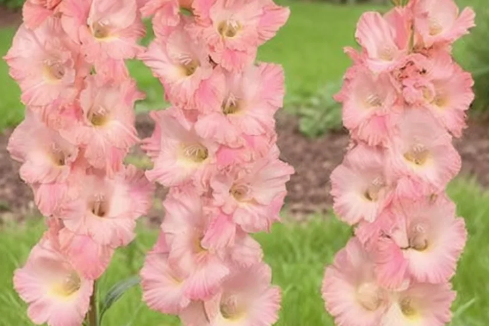 Гладіолус Роуз Супрім / Gladiolus Rose Supreme